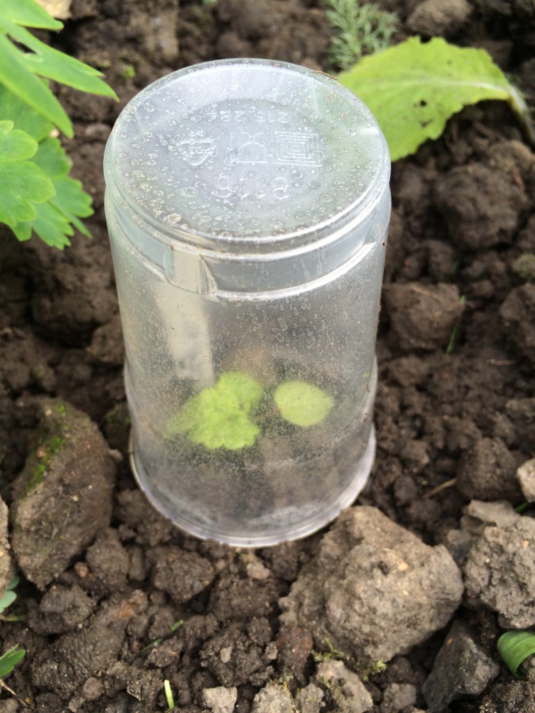 I've planted some of my Holyhock seedlings out and for a bit of protection I've put a plastic drinks cup over them as a mini cloche!