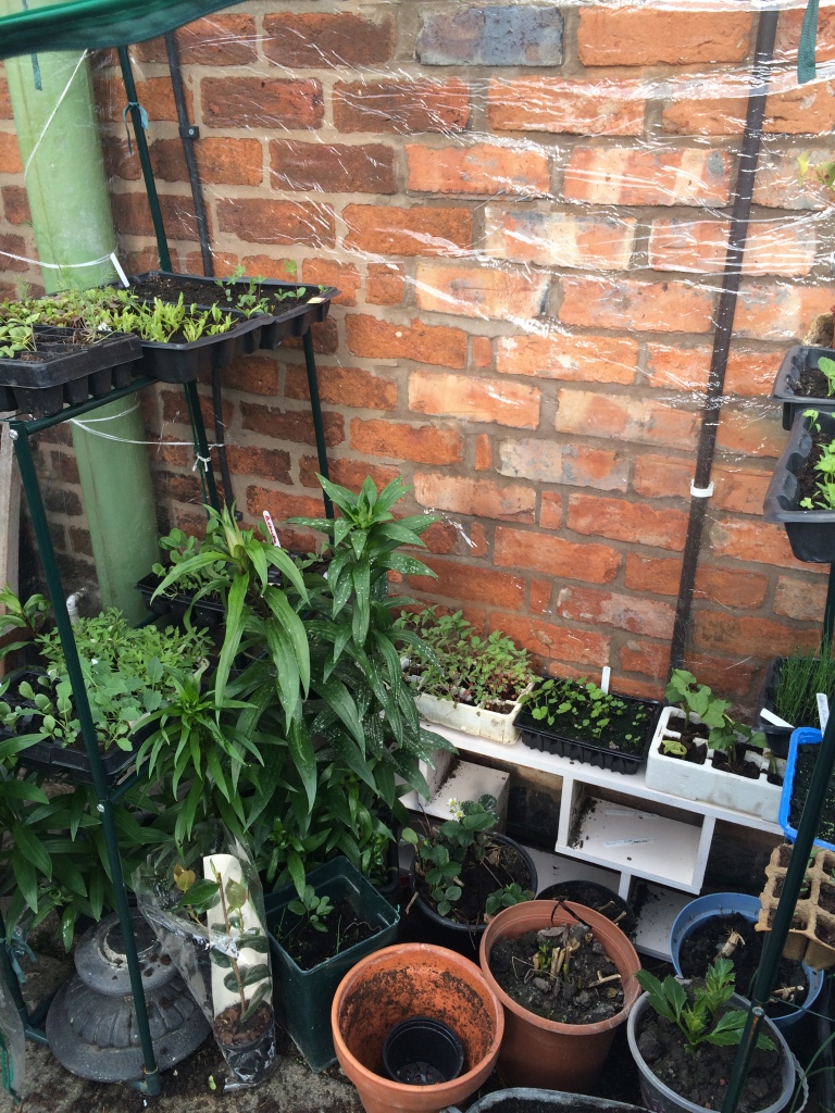 My greenhouse now - full to the brink!