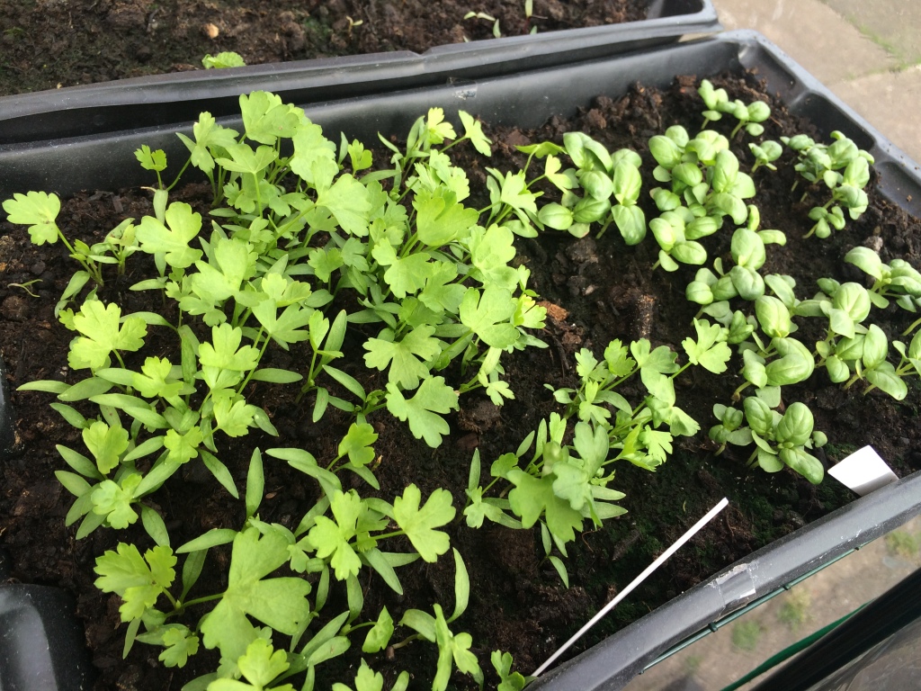 Parsley and Basil seedlings doing well