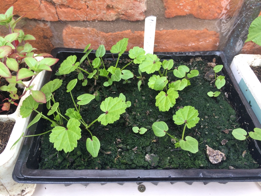 My Malva seedlings coming on well - this is the first year of Malva in the garden!