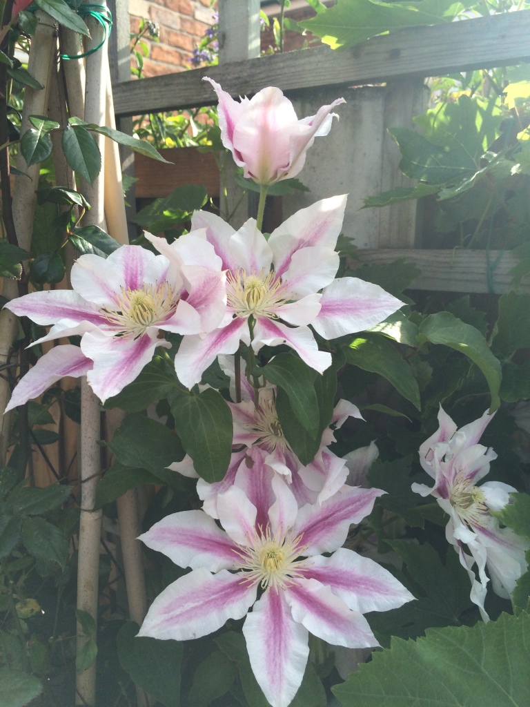 Clematis 'Candy Stripe' basking in the sunshine