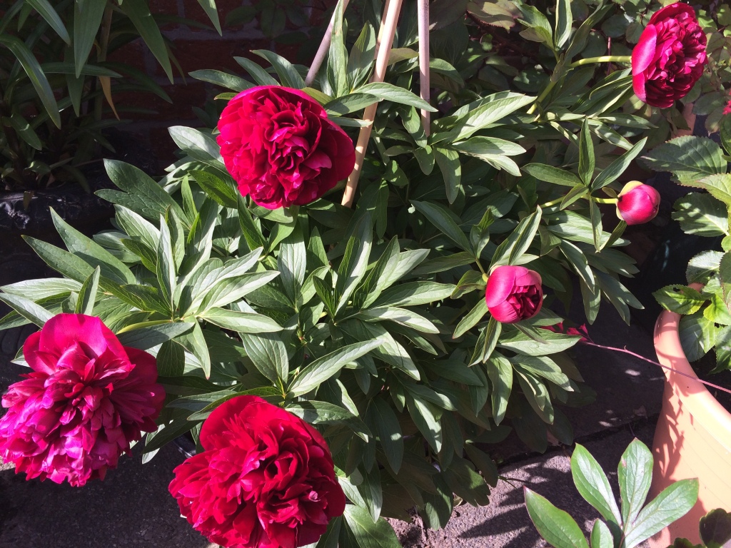 Karl Rosenfold flowering this Summer