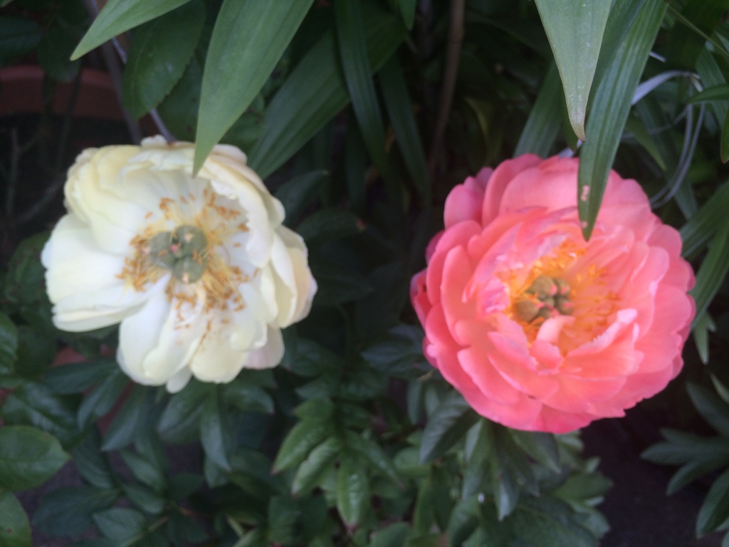 Peony Coral Sunset , which starts off a beautiful coral colour and changes to a light yellow to resemble the sunset!