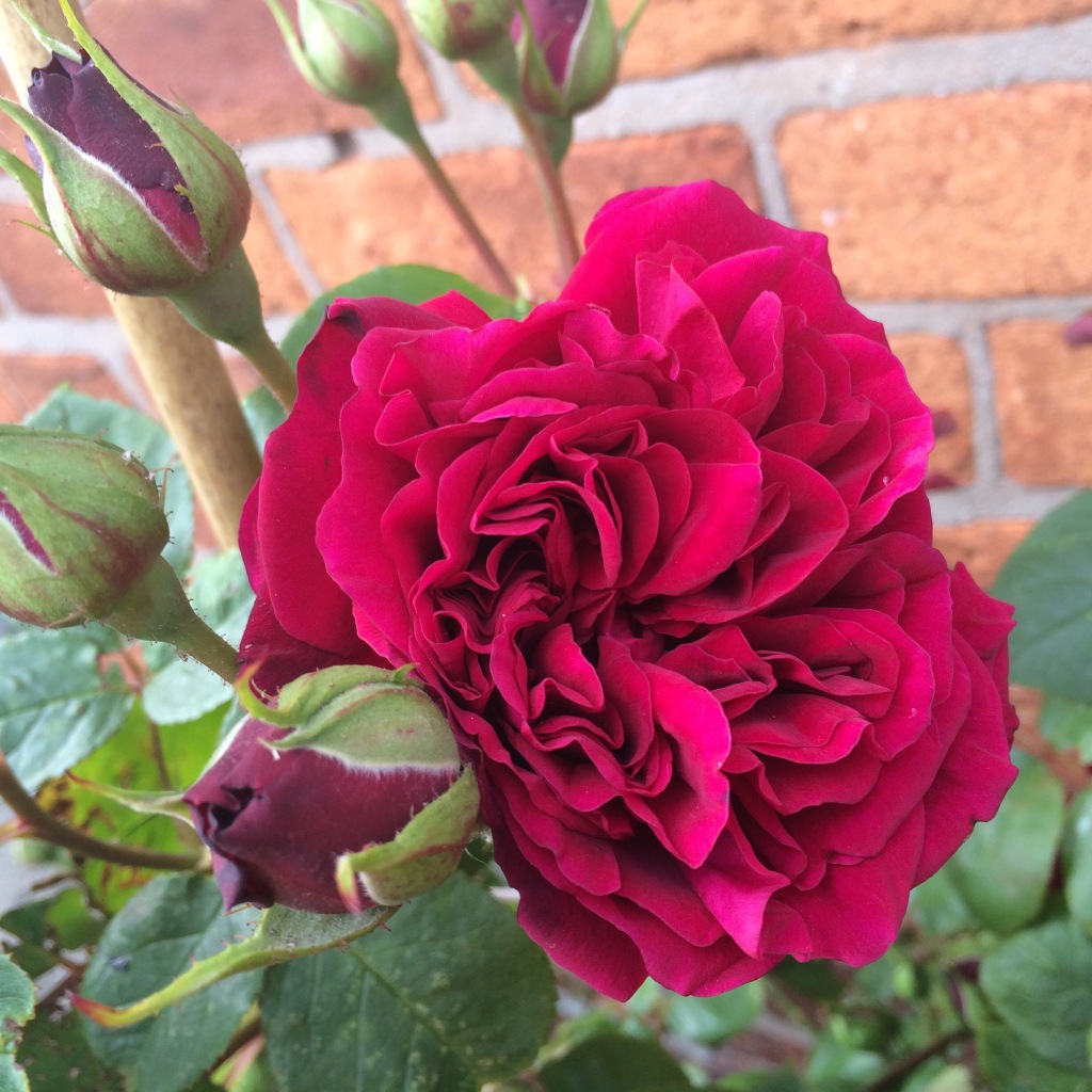 'Tess of the D'uberville's' David Austin rose bursting into flower