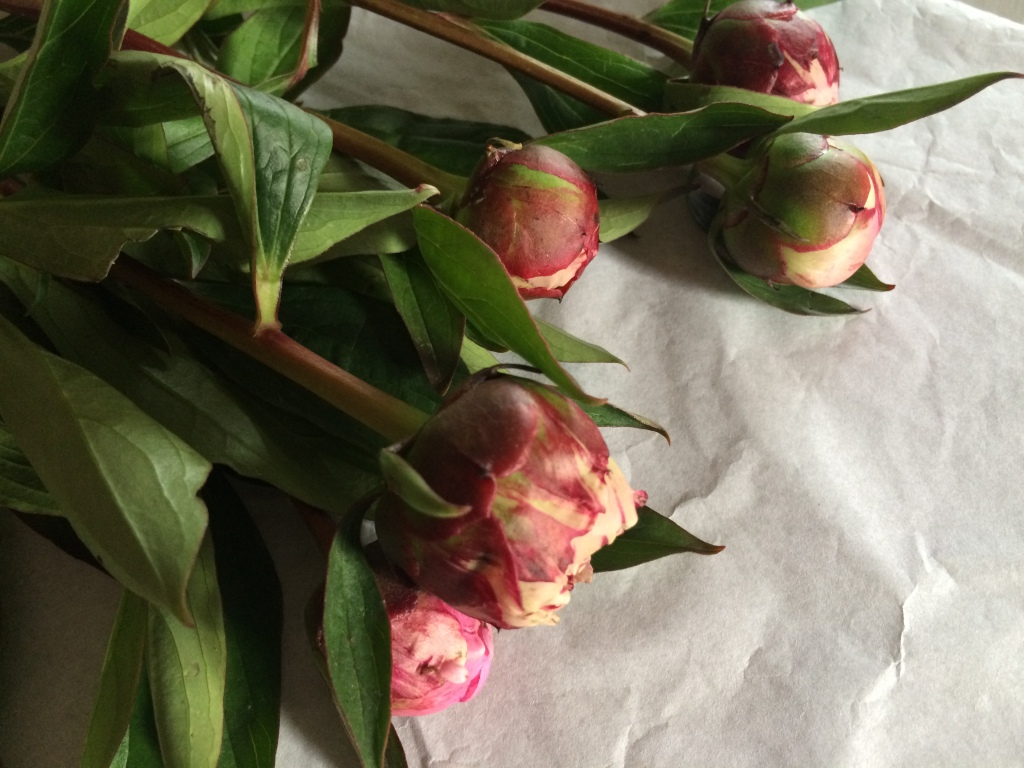 Peonies ready to be arranged